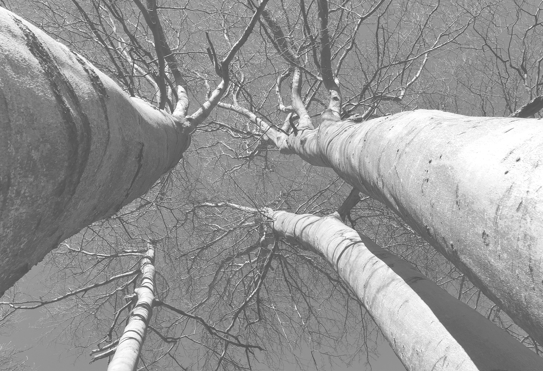 Schwarz Weiß Aufnahme von Birken aus der Froschperspektive